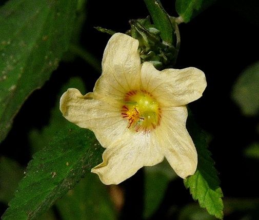 {Sida rhombifolia}